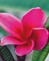Plumeria Pele rossa (Frangipani, Pomelia) Pianta da Fiore Tropicale in Vaso Giardino e giardinaggio/Giardinaggio/Piante da esterno/Fiori Maxbest Plants - Messina, Commerciovirtuoso.it
