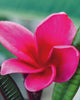 Plumeria "Pele" rossa (Frangipani, Pomelia) Pianta da Fiore Tropicale in Vaso Giardino e giardinaggio/Giardinaggio/Piante da esterno/Fiori Maxbest Plants - Messina, Commerciovirtuoso.it