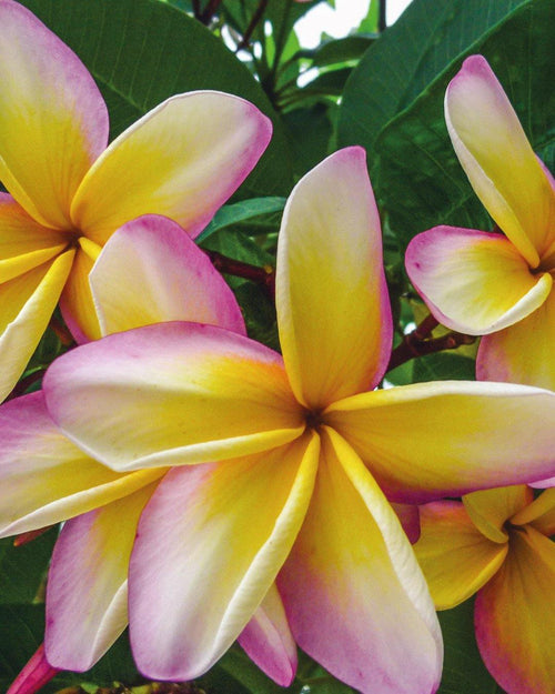 Plumeria Phuket rosa-gialla (Frangipani, Pomelia) Pianta da Fiore Tropicale in Vaso Giardino e giardinaggio/Giardinaggio/Piante da esterno/Fiori Maxbest Plants - Messina, Commerciovirtuoso.it