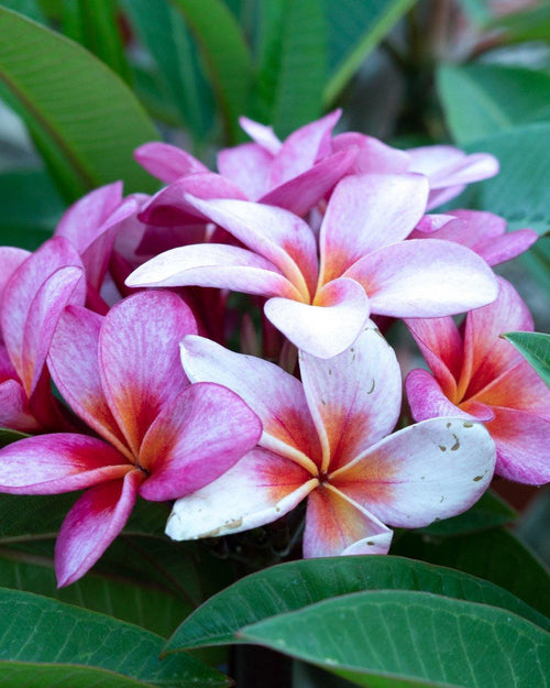 Plumeria Picadilly rosa-arancione-bianca (Frangipani, Pomelia) Pianta da Fiore Tropicale in Vaso Giardino e giardinaggio/Giardinaggio/Piante da esterno/Fiori Maxbest Plants - Messina, Commerciovirtuoso.it