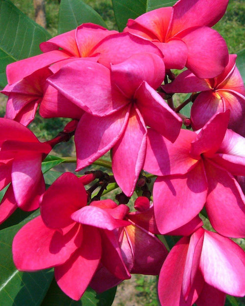 Plumeria Pink Jello rosa (Frangipani, Pomelia) Pianta da Fiore Tropicale in Vaso Giardino e giardinaggio/Giardinaggio/Piante da esterno/Fiori Maxbest Plants - Messina, Commerciovirtuoso.it