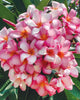 Plumeria "Pink Kiss" rosa-bianca (Frangipani, Pomelia) Pianta da Fiore Tropicale in Vaso Giardino e giardinaggio/Giardinaggio/Piante da esterno/Fiori Maxbest Plants - Messina, Commerciovirtuoso.it