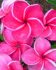 Plumeria "Pinot Rouge " rossa (Frangipani, Pomelia) Pianta da Fiore Tropicale in Vaso Giardino e giardinaggio/Giardinaggio/Piante da esterno/Fiori Maxbest Plants - Messina, Commerciovirtuoso.it