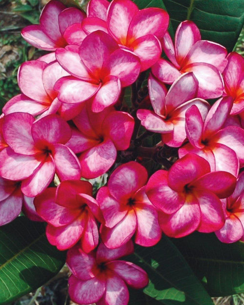 Plumeria Pixie Dust rosa-gialla (Frangipani, Pomelia) Pianta da Fiore Tropicale in Vaso Giardino e giardinaggio/Giardinaggio/Piante da esterno/Fiori Maxbest Plants - Messina, Commerciovirtuoso.it