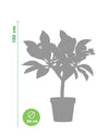 Plumeria inca Gold Gialla (frangipani, Pomelia) Pianta Tropicale in Vaso Giardino e giardinaggio/Giardinaggio/Piante da esterno/Fiori Maxbest Plants - Messina, Commerciovirtuoso.it