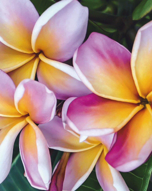 Plumeria Purple Haze rosa-bianca-gialla (Frangipani, Pomelia) Pianta da Fiore Tropicale in Vaso Giardino e giardinaggio/Giardinaggio/Piante da esterno/Fiori Maxbest Plants - Messina, Commerciovirtuoso.it