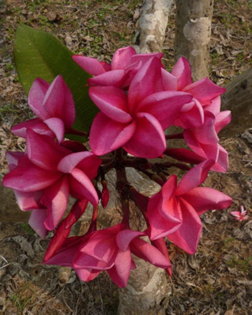 Plumeria Raffles rossa (Frangipani, Pomelia) Pianta da Fiore Tropicale in Vaso Giardino e giardinaggio/Giardinaggio/Piante da esterno/Fiori Maxbest Plants - Messina, Commerciovirtuoso.it