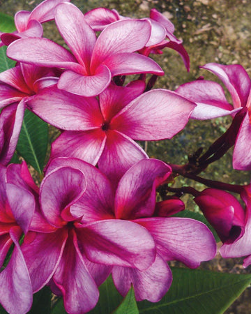 Plumeria "Razzle Dazzle" rosa-bianca (Frangipani, Pomelia) Pianta da Fiore Tropicale in Vaso Giardino e giardinaggio/Giardinaggio/Piante da esterno/Fiori Maxbest Plants - Messina, Commerciovirtuoso.it