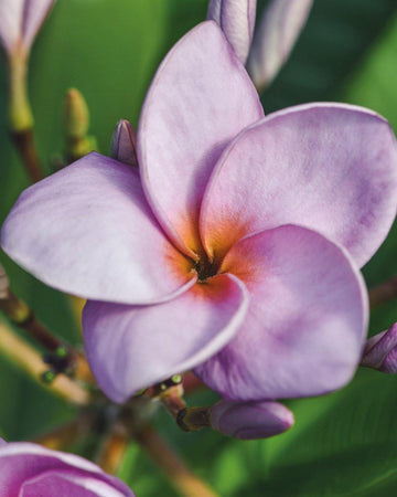 Plumeria "Reve du Provence" arancione-viola (Frangipani, Pomelia) Pianta da Fiore Tropicale in Vaso Giardino e giardinaggio/Giardinaggio/Piante da esterno/Fiori Maxbest Plants - Messina, Commerciovirtuoso.it