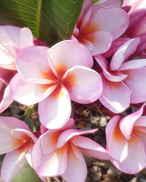 Plumeria Rhapsody arancione-rosa (Frangipani, Pomelia) Pianta da Fiore Tropicale in Vaso Giardino e giardinaggio/Giardinaggio/Piante da esterno/Fiori Maxbest Plants - Messina, Commerciovirtuoso.it