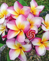 Plumeria Rhonda bianca-rosa-gialla (Frangipani, Pomelia) Pianta Tropicale in Vaso Giardino e giardinaggio/Giardinaggio/Piante da esterno/Fiori Maxbest Plants - Messina, Commerciovirtuoso.it
