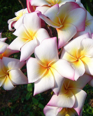 Plumeria "River White" bianca-gialla (Frangipani, Pomelia) Pianta Tropicale in Vaso Giardino e giardinaggio/Giardinaggio/Piante da esterno/Fiori Maxbest Plants - Messina, Commerciovirtuoso.it