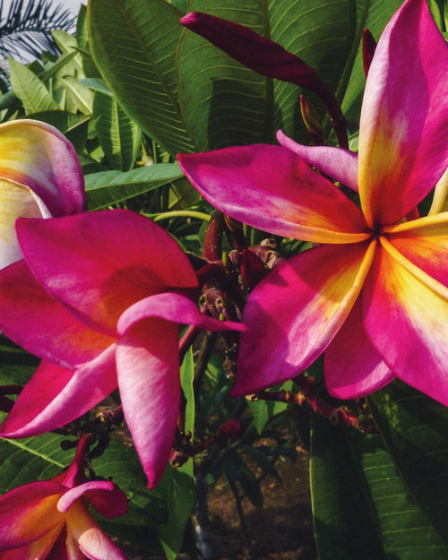 Plumeria Rock Star rosa-gialla (Frangipani, Pomelia) Pianta Tropicale in Vaso Giardino e giardinaggio/Giardinaggio/Piante da esterno/Fiori Maxbest Plants - Messina, Commerciovirtuoso.it