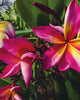 Plumeria "Rock Star" rosa-gialla (Frangipani, Pomelia) Pianta Tropicale in Vaso Giardino e giardinaggio/Giardinaggio/Piante da esterno/Fiori Maxbest Plants - Messina, Commerciovirtuoso.it