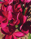 Plumeria Rojo Mojo rossa (Frangipani, Pomelia) Pianta Tropicale in Vaso Giardino e giardinaggio/Giardinaggio/Piante da esterno/Fiori Maxbest Plants - Messina, Commerciovirtuoso.it