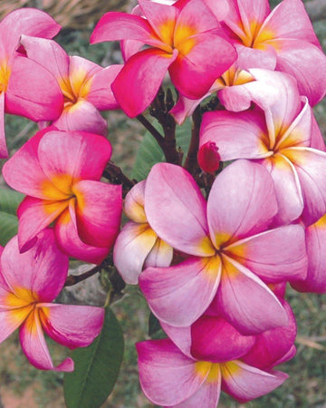 Plumeria "Roma" rosa-gialla (Frangipani, Pomelia) Pianta Tropicale in Vaso Giardino e giardinaggio/Giardinaggio/Piante da esterno/Fiori Maxbest Plants - Messina, Commerciovirtuoso.it