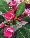 Plumeria Rosebud rosa (Frangipani, Pomelia) Pianta da Fiore Tropicale in Vaso Giardino e giardinaggio/Giardinaggio/Piante da esterno/Fiori Maxbest Plants - Messina, Commerciovirtuoso.it