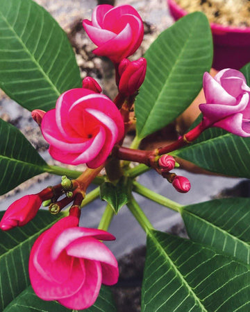 Plumeria "Rosebud" rosa (Frangipani, Pomelia) Pianta da Fiore Tropicale in Vaso Giardino e giardinaggio/Giardinaggio/Piante da esterno/Fiori Maxbest Plants - Messina, Commerciovirtuoso.it