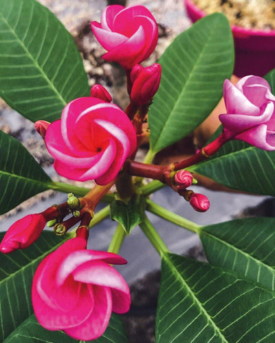 Plumeria Rosebud rosa (Frangipani, Pomelia) Pianta da Fiore Tropicale in Vaso Giardino e giardinaggio/Giardinaggio/Piante da esterno/Fiori Maxbest Plants - Messina, Commerciovirtuoso.it