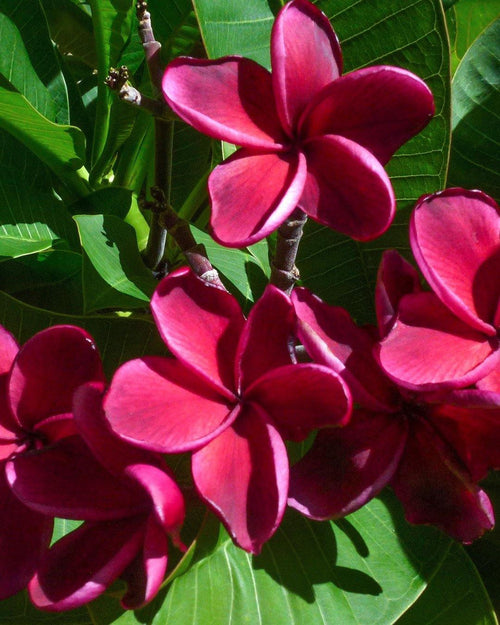 Plumeria Roulette rossa (Frangipani, Pomelia) Pianta Tropicale in Vaso Giardino e giardinaggio/Giardinaggio/Piante da esterno/Fiori Maxbest Plants - Messina, Commerciovirtuoso.it