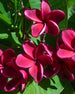 Plumeria Roulette rossa (Frangipani, Pomelia) Pianta Tropicale in Vaso Giardino e giardinaggio/Giardinaggio/Piante da esterno/Fiori Maxbest Plants - Messina, Commerciovirtuoso.it