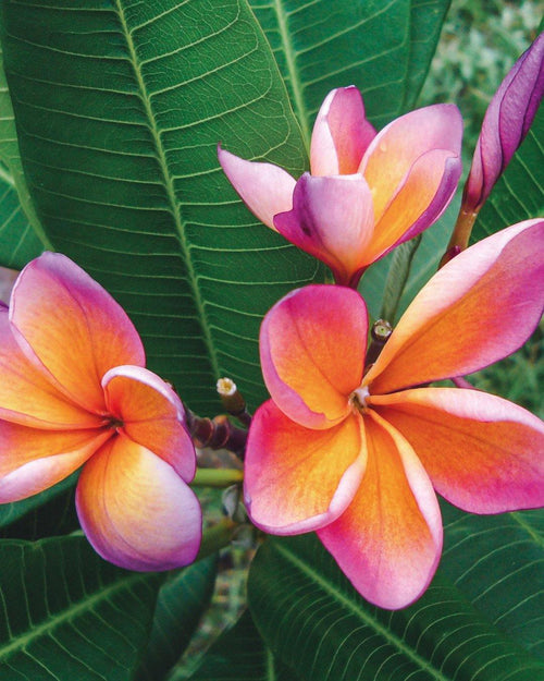 Plumeria Royal Silk rosa-arancione (Frangipani, Pomelia) Pianta Tropicale in Vaso Giardino e giardinaggio/Giardinaggio/Piante da esterno/Fiori Maxbest Plants - Messina, Commerciovirtuoso.it
