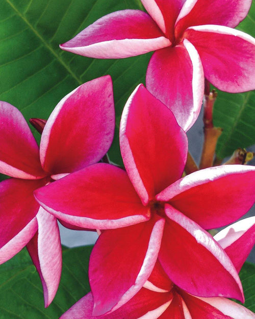 Plumeria Safari rossa (Frangipani, Pomelia) Pianta Tropicale in Vaso Giardino e giardinaggio/Giardinaggio/Piante da esterno/Fiori Maxbest Plants - Messina, Commerciovirtuoso.it