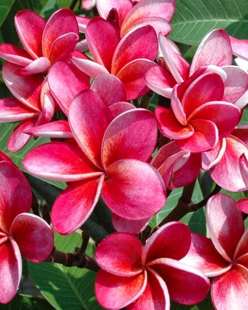 Plumeria Sangria rossa (Frangipani, Pomelia) Pianta Tropicale in Vaso Giardino e giardinaggio/Giardinaggio/Piante da esterno/Fiori Maxbest Plants - Messina, Commerciovirtuoso.it