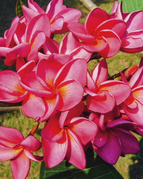 Plumeria Satin Sun rosa-arancione (Frangipani, Pomelia) Pianta Tropicale in Vaso Giardino e giardinaggio/Giardinaggio/Piante da esterno/Fiori Maxbest Plants - Messina, Commerciovirtuoso.it