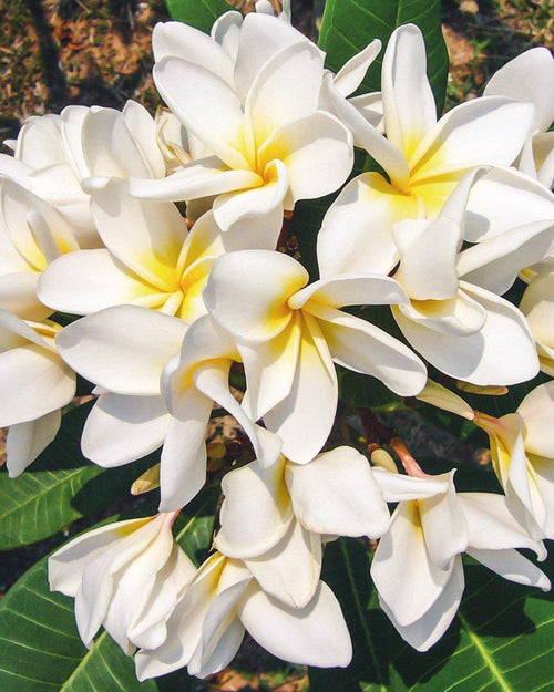 Plumeria Scentsational gialla-bianca (Frangipani, Pomelia) Pianta Tropicale in Vaso Giardino e giardinaggio/Giardinaggio/Piante da esterno/Fiori Maxbest Plants - Messina, Commerciovirtuoso.it