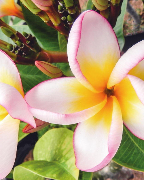 Plumeria Shangri La bianca-gialla (Frangipani, Pomelia) Pianta Tropicale in Vaso Giardino e giardinaggio/Giardinaggio/Piante da esterno/Fiori Maxbest Plants - Messina, Commerciovirtuoso.it