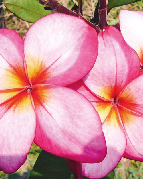 Plumeria Soluna rosa-gialla (Frangipani, Pomelia) Pianta Tropicale in Vaso Giardino e giardinaggio/Giardinaggio/Piante da esterno/Fiori Maxbest Plants - Messina, Commerciovirtuoso.it