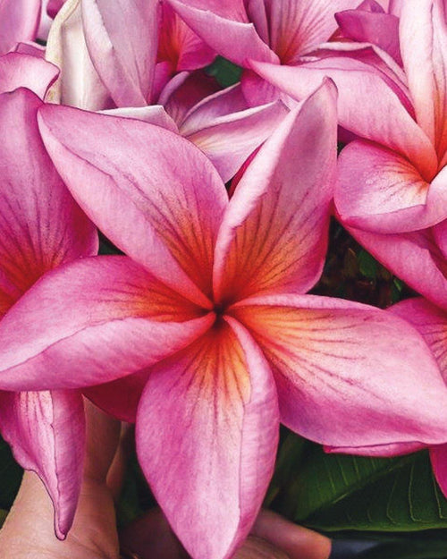 Plumeria Sorcery rosa (Frangipani, Pomelia) Pianta Tropicale in Vaso Giardino e giardinaggio/Giardinaggio/Piante da esterno/Fiori Maxbest Plants - Messina, Commerciovirtuoso.it