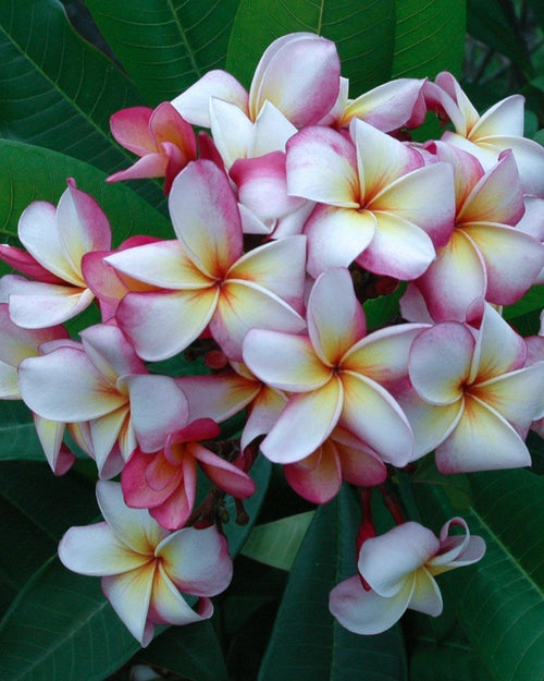 Plumeria Southern Cross rosa-bianca-gialla (Frangipani, Pomelia) Pianta Tropicale in Vaso Giardino e giardinaggio/Giardinaggio/Piante da esterno/Fiori Maxbest Plants - Messina, Commerciovirtuoso.it