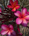 Plumeria Supernova arancione-viola (Frangipani, Pomelia) Pianta Tropicale in Vaso Giardino e giardinaggio/Giardinaggio/Piante da esterno/Fiori Maxbest Plants - Messina, Commerciovirtuoso.it