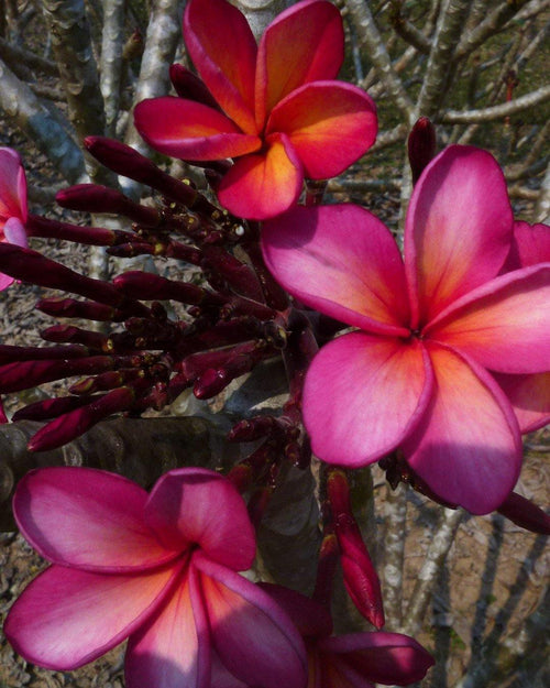 Plumeria Supernova arancione-viola (Frangipani, Pomelia) Pianta Tropicale in Vaso Giardino e giardinaggio/Giardinaggio/Piante da esterno/Fiori Maxbest Plants - Messina, Commerciovirtuoso.it