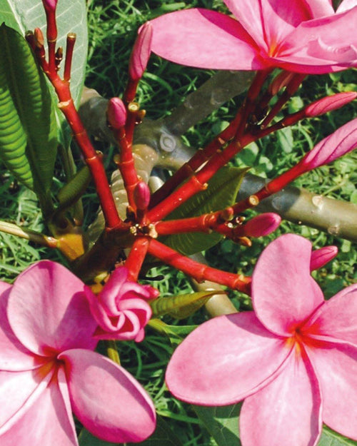 Plumeria Sweetness rosa (Frangipani, Pomelia) Pianta Tropicale in Vaso Giardino e giardinaggio/Giardinaggio/Piante da esterno/Fiori Maxbest Plants - Messina, Commerciovirtuoso.it