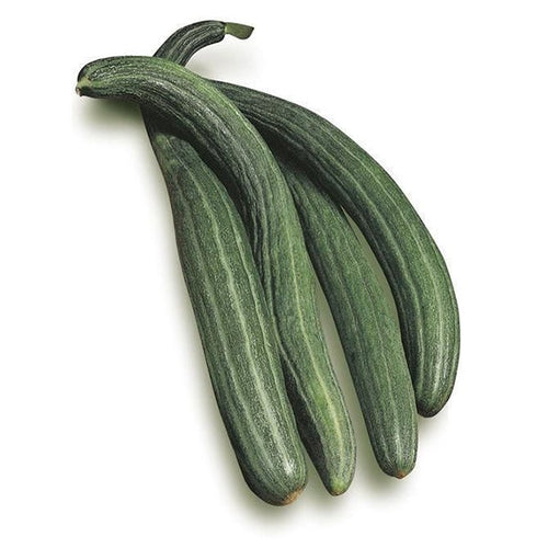 Semi di carosello Tortarello verde abruzzese piante per orto e giardino Giardino e giardinaggio/Piante semi e bulbi/Piante da esterno/Vegetali La Zappa - Altamura, Commerciovirtuoso.it