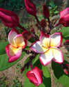 Plumeria Taj Mahal gialla-bianca-rossa (Frangipani, Pomelia) Pianta Tropicale in Vaso Giardino e giardinaggio/Giardinaggio/Piante da esterno/Fiori Maxbest Plants - Messina, Commerciovirtuoso.it