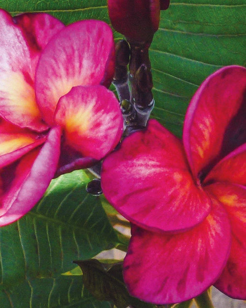 Plumeria Tapestry rossa (Frangipani, Pomelia) Pianta Tropicale in Vaso Giardino e giardinaggio/Giardinaggio/Piante da esterno/Fiori Maxbest Plants - Messina, Commerciovirtuoso.it