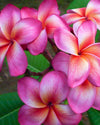 Plumeria Temptation bianca-gialla (Frangipani, Pomelia) Pianta Tropicale in Vaso Giardino e giardinaggio/Giardinaggio/Piante da esterno/Fiori Maxbest Plants - Messina, Commerciovirtuoso.it