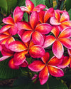 Plumeria Thai Splash rossa-arancione (Frangipani, Pomelia) Pianta da Fiore Tropicale in Vaso Giardino e giardinaggio/Giardinaggio/Piante da esterno/Fiori Maxbest Plants - Messina, Commerciovirtuoso.it