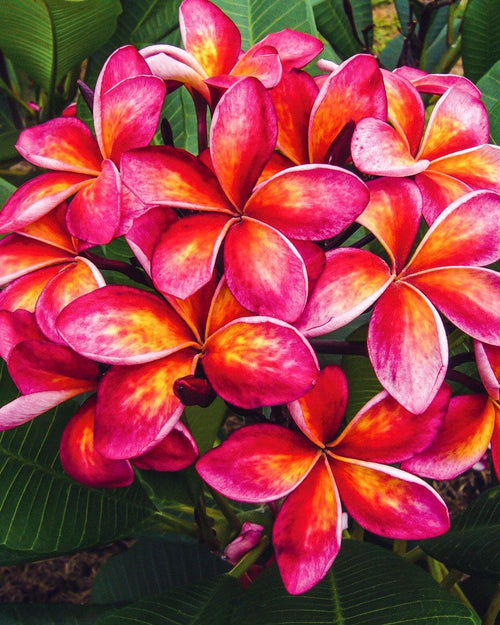 Plumeria Thai Splash rossa-arancione (Frangipani, Pomelia) Pianta da Fiore Tropicale in Vaso Giardino e giardinaggio/Giardinaggio/Piante da esterno/Fiori Maxbest Plants - Messina, Commerciovirtuoso.it