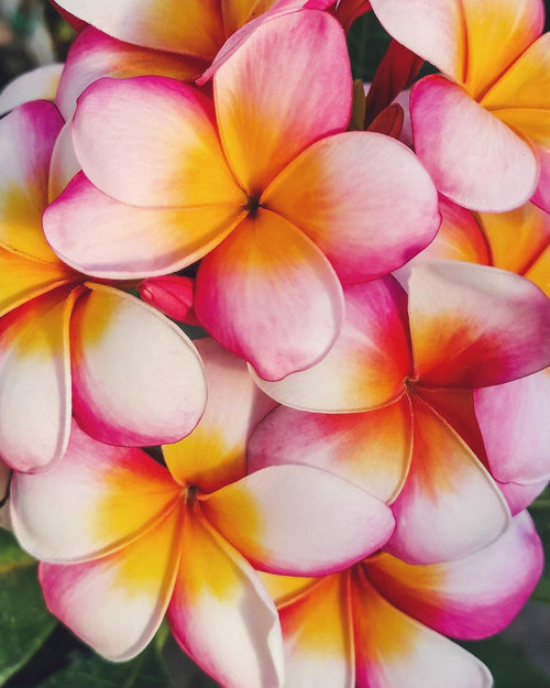 Plumeria Thumbalina rosa-gialla-bianca (Frangipani, Pomelia) Pianta Tropicale in Vaso Giardino e giardinaggio/Giardinaggio/Piante da esterno/Fiori Maxbest Plants - Messina, Commerciovirtuoso.it