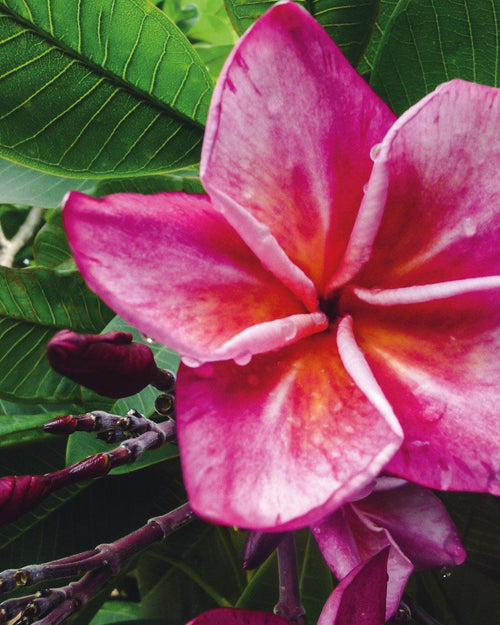 Plumeria Tiger rosa (Frangipani, Pomelia) Pianta Tropicale in Vaso Giardino e giardinaggio/Giardinaggio/Piante da esterno/Fiori Maxbest Plants - Messina, Commerciovirtuoso.it