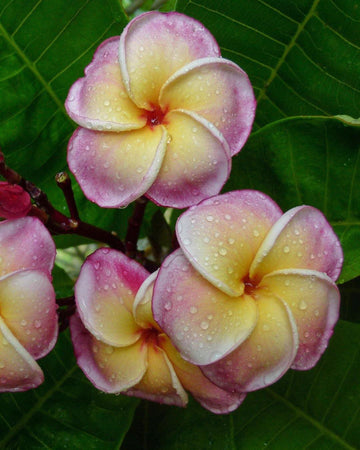 Plumeria "Tinkerbell" rosa-gialla (Frangipani, Pomelia) Pianta Tropicale in Vaso Giardino e giardinaggio/Giardinaggio/Piante da esterno/Fiori Maxbest Plants - Messina, Commerciovirtuoso.it