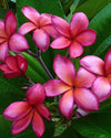Plumeria Tong Deng rosa (Frangipani, Pomelia) Pianta Tropicale in Vaso Giardino e giardinaggio/Giardinaggio/Piante da esterno/Fiori Maxbest Plants - Messina, Commerciovirtuoso.it