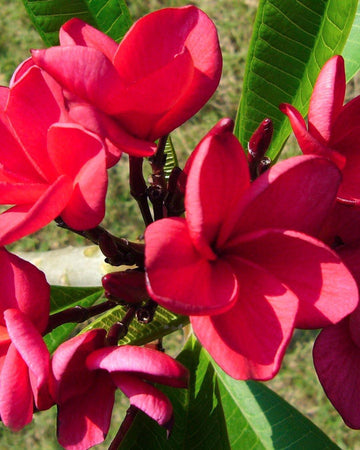 Plumeria "Valentine" rossa (Frangipani, Pomelia) Pianta Tropicale in Vaso Giardino e giardinaggio/Giardinaggio/Piante da esterno/Fiori Maxbest Plants - Messina, Commerciovirtuoso.it