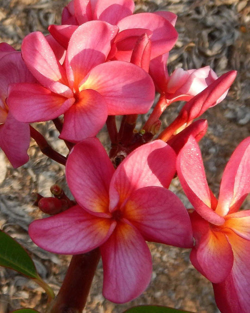 Plumeria Valhalla rosa (Frangipani, Pomelia) Pianta da Fiore Tropicale in Vaso Giardino e giardinaggio/Giardinaggio/Piante da esterno/Fiori Maxbest Plants - Messina, Commerciovirtuoso.it