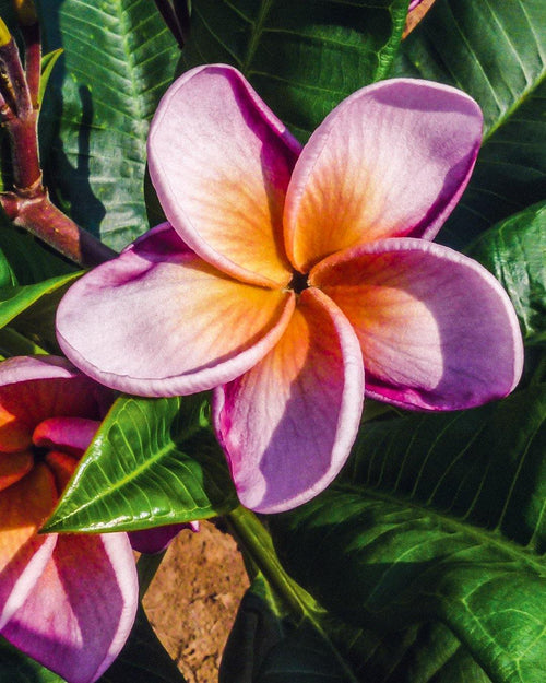Plumeria Valkyrie viola-gialla (Frangipani, Pomelia) Pianta Tropicale in Vaso Giardino e giardinaggio/Giardinaggio/Piante da esterno/Fiori Maxbest Plants - Messina, Commerciovirtuoso.it